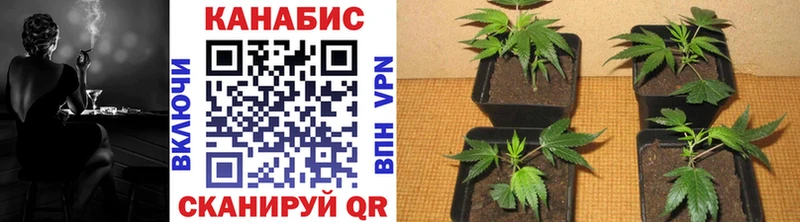 Каннабис White Widow Прокопьевск